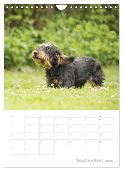 Produktbild: Der Dackel - mein kleiner Freund (Wandkalender 2026 DIN A4 hoch), CALVENDO Monatskalender