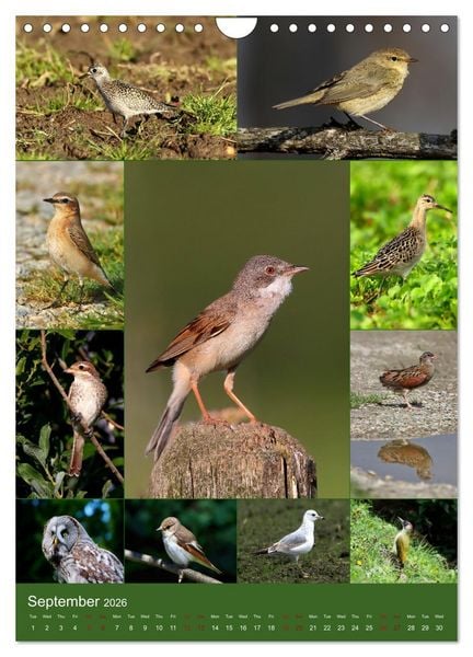 Produktbild: 78 Birds (Wall Calendar 2026 DIN A4 portrait), CALVENDO 12 Month Wall Calendar