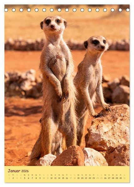 Produktbild: Erdm&auml;nnchen - Eine Kolonie in der Kalahari (Tischkalender 2026 DIN A5 hoch), CALVENDO Monatskalender