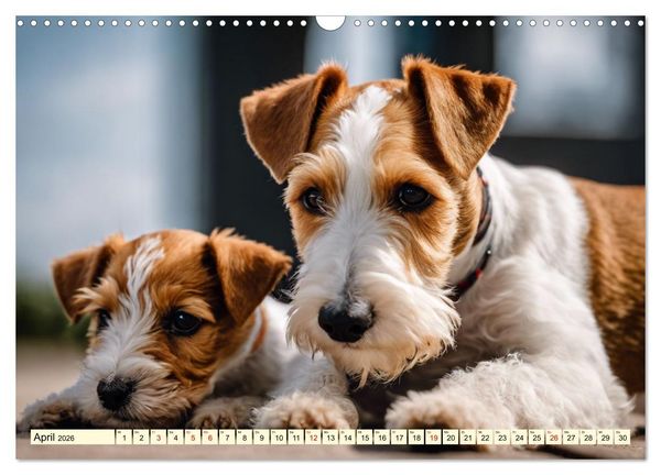 Produktbild: Drahthaar-Foxterrier (Wandkalender 2026 DIN A3 quer), CALVENDO Monatskalender