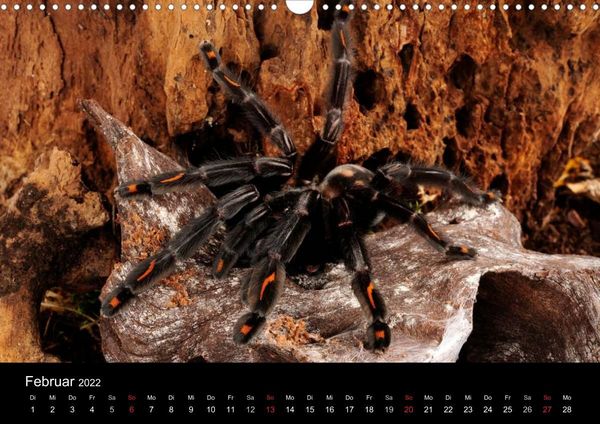 Produktbild: Vogelspinnen - Tarantulas (Wandkalender 2022 DIN A3 quer)