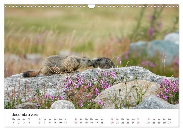 Produktbild: Le monde des marmottes en Haute Maurienne (Calendrier mural 2026 DIN A3 vertical), CALVENDO calendrier mensuel