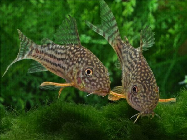 Produktbild: CALVENDO Puzzle Corydoras sterbai - Gelbflossen Panzerwels | 1000 Teile Lege-Gr&ouml;&szlig;e 64x48cm Foto-Puzzle f&uuml;r gl&uuml;ckliche Stunden