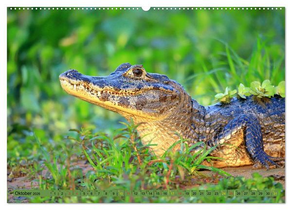 Produktbild: Krokodile in der Wildnis (Wandkalender 2026 DIN A2 quer), CALVENDO Monatskalender