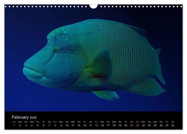 Produktbild: Water Dreams-journey through the sea (Wall Calendar 2026 DIN A3 landscape), CALVENDO 12 Month Wall Calendar