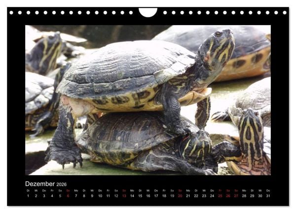 Produktbild: Faszinierende Reptilien (Wandkalender 2026 DIN A4 quer), CALVENDO Monatskalender