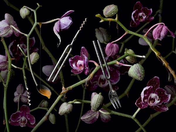 Produktbild: CALVENDO Puzzle Orchidea diapasona 1000 Teile Puzzle quer | 1000 Teile Lege-Gr&ouml;&szlig;e 64 &times; 48 cm Foto-Puzzle f&uuml;r gl&uuml;ckliche Stunden