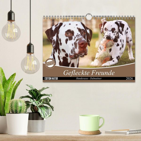 Produktbild: Gefleckte Freunde - Hunderasse Dalmatiner (Wandkalender 2026 DIN A4 quer), CALVENDO Monatskalender