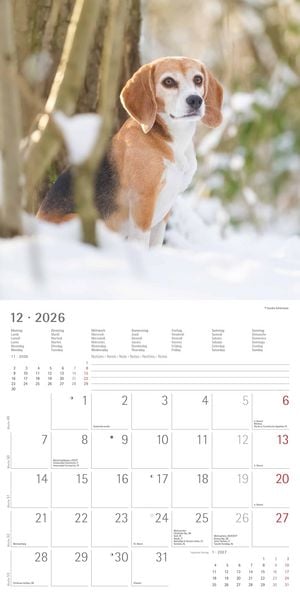 Produktbild: Hunde 2026 - Broschürenkalender 30x30 cm (30x60 geöffnet) - Kalender mit Platz für Notizen - Dogs - Bildkalender - Wandkalender - Hundekalender