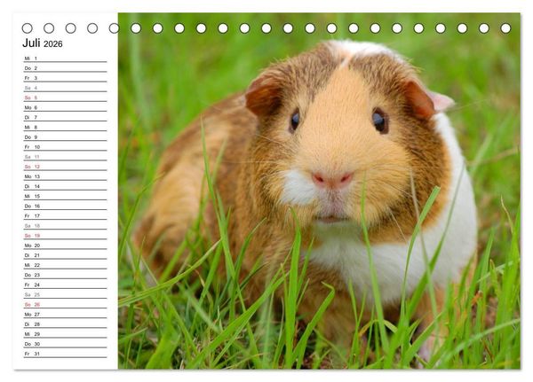 Produktbild: Meerschweinchen Niedliche Herzensbrecher (Tischkalender 2026 DIN A5 quer), CALVENDO Monatskalender