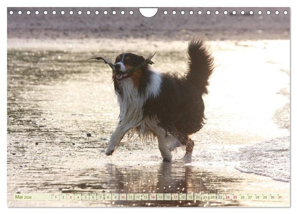 Produktbild: Australian Shepherd - H&uuml;tehunde mit Familienanschluss (Wandkalender 2026 DIN A4 quer), CALVENDO Monatskalender