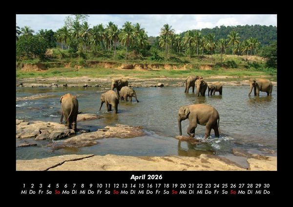 Produktbild: Elefanten 2026 Fotokalender DIN A3