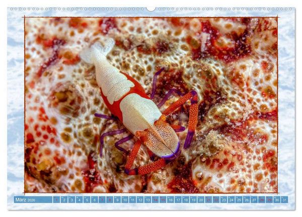 Produktbild: Farbenpracht unter Wasser (Wandkalender 2026 DIN A2 quer), CALVENDO Monatskalender