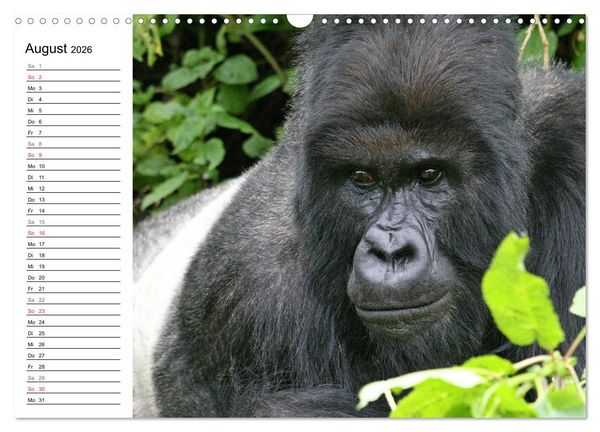 Produktbild: Affen in Afrika (Wandkalender 2026 DIN A3 quer), CALVENDO Monatskalender