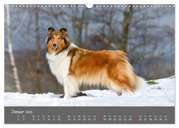 Produktbild: Einmal Collie - immer Collie (Wandkalender 2026 DIN A3 quer), CALVENDO Monatskalender