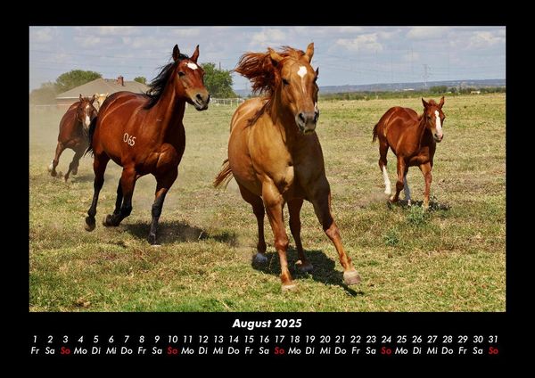 Produktbild: Die Welt der Pferde 2025 Fotokalender DIN A3