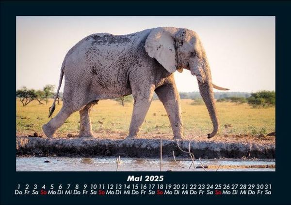 Produktbild: Elefanten 2025 Fotokalender DIN A5