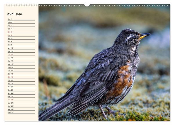 Produktbild: Notre nature sauvage, les passereaux d'Europe (Calendrier mural 2026 DIN A2 vertical), CALVENDO calendrier mensuel