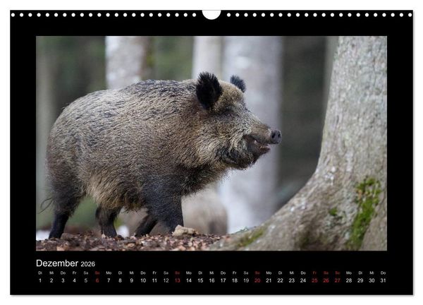 Produktbild: Wolf, Luchs und Co. - Tierbilder aus dem Bayerischen Wald (Wandkalender 2026 DIN A3 quer), CALVENDO Monatskalender
