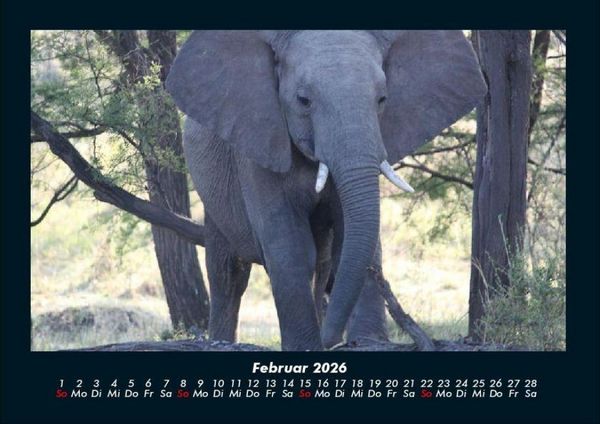 Produktbild: Der Elefantenkalender 2026 Fotokalender DIN A4