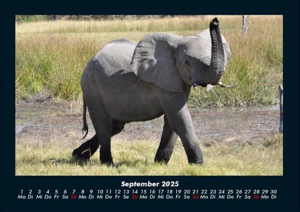 Produktbild: Der Elefantenkalender 2025 Fotokalender DIN A4