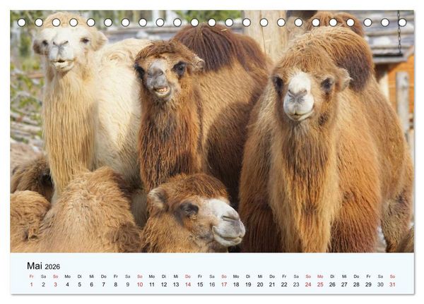 Produktbild: Die Kameliden. H&uuml;bsche Kamele, Lamas und Alpakas (Tischkalender 2026 DIN A5 quer), CALVENDO Monatskalender