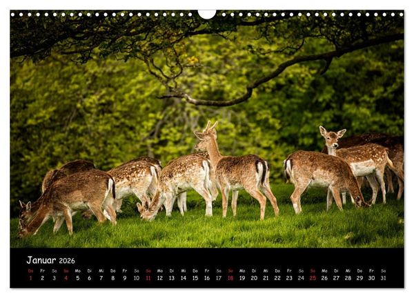 Produktbild: Rehe und Hirsche in freier Natur (Wandkalender 2026 DIN A3 quer), CALVENDO Monatskalender