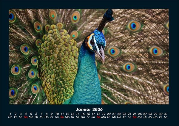 Produktbild: Welt der V&ouml;gel 2026 Fotokalender DIN A4