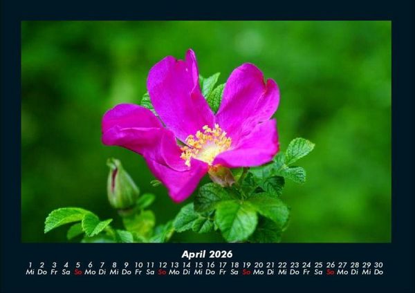 Produktbild: Rosentraum 2026 Fotokalender DIN A4