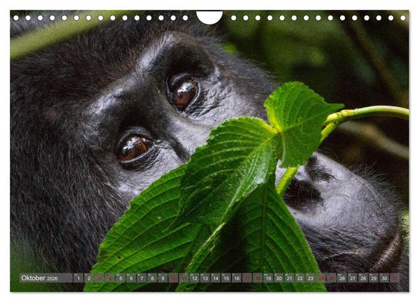 Produktbild: Gorillas ohne Nebel (Wandkalender 2026 DIN A4 quer), CALVENDO Monatskalender