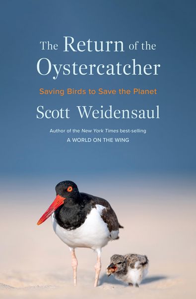 Produktbild: Return of the Oystercatcher