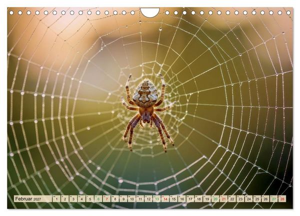 Produktbild: Spinnenaugen (Wandkalender 2027 DIN A4 quer), CALVENDO Monatskalender