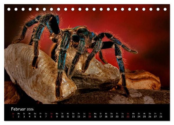 Produktbild: Mystische Vogelspinnen (Tischkalender 2026 DIN A5 quer), CALVENDO Monatskalender
