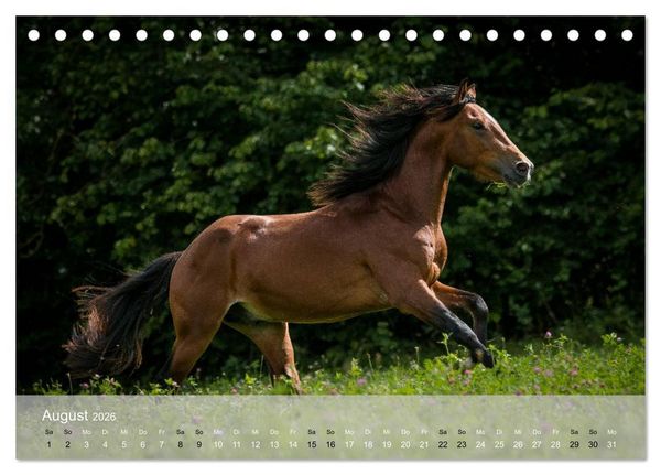 Produktbild: Pferde - Anmut und St&auml;rke gepaart mit Magie (Tischkalender 2026 DIN A5 quer), CALVENDO Monatskalender