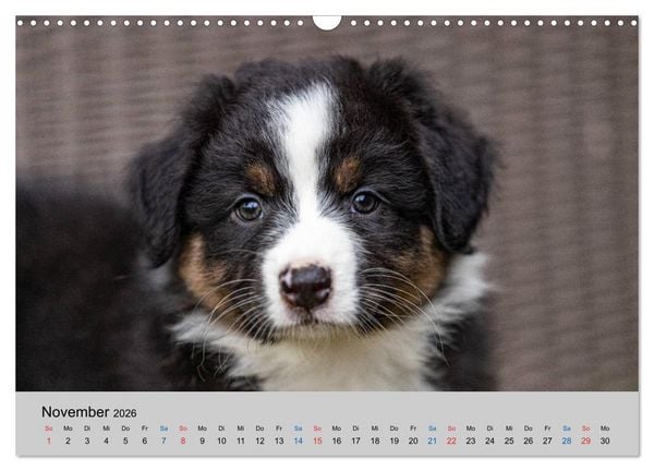 Produktbild: Australian Shepherd Welpen 2026 (Wandkalender 2026 DIN A3 quer), CALVENDO Monatskalender