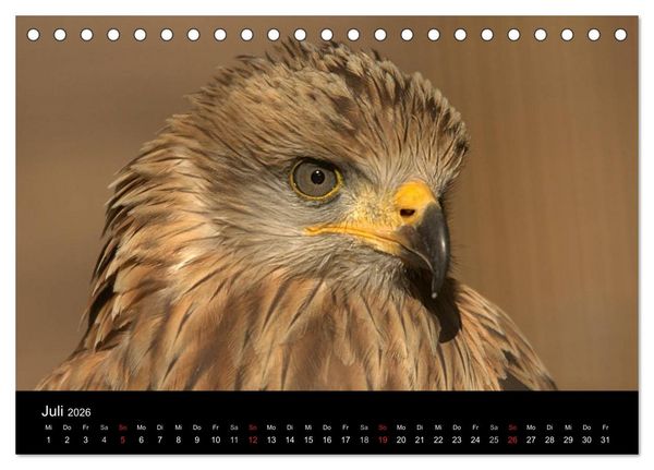 Produktbild: Greifv&ouml;gel (Tischkalender 2026 DIN A5 quer), CALVENDO Monatskalender