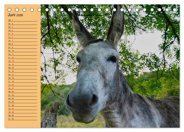 Produktbild: Liebenswerte Esel (Tischkalender 2026 DIN A5 quer), CALVENDO Monatskalender