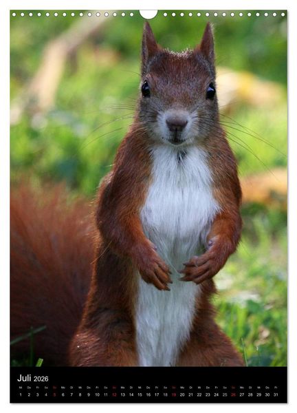Produktbild: Eichh&ouml;rnchen (Wandkalender 2026 DIN A3 hoch), CALVENDO Monatskalender
