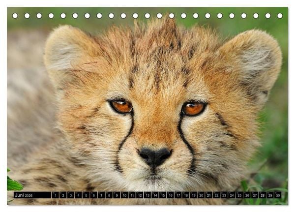 Produktbild: Magie des Augenblicks - Tierkinder - klein, aber wild (Tischkalender 2026 DIN A5 quer), CALVENDO Monatskalender