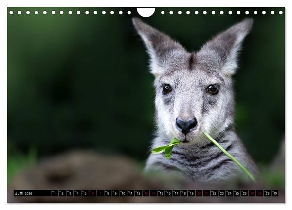 Produktbild: Wild Animals - Wilde Tiere (Wandkalender 2026 DIN A4 quer), CALVENDO Monatskalender