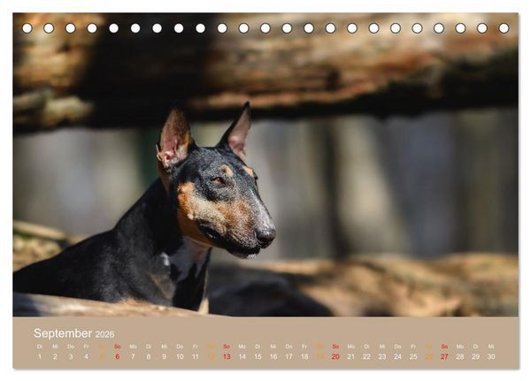 Produktbild: Bullterrier, liebenswerte Sturk&ouml;pfe (Tischkalender 2026 DIN A5 quer), CALVENDO Monatskalender