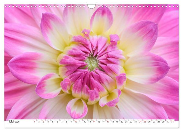 Produktbild: Dahlien-Kronen (Wandkalender 2026 DIN A3 quer), CALVENDO Monatskalender