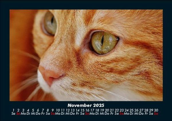 Produktbild: F&uuml;r Katzenfreunde 2025 Fotokalender DIN A5