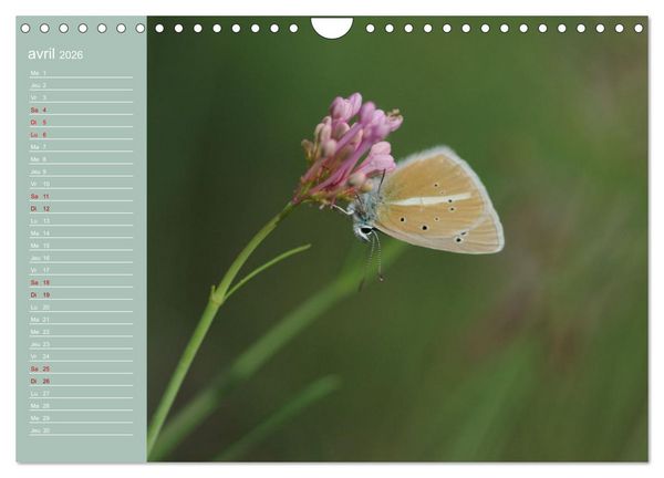 Produktbild: Merveilleux papillons (Calendrier mural 2026 DIN A4 vertical), CALVENDO calendrier mensuel