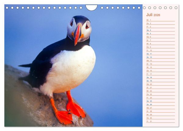 Produktbild: Papageitaucher auf Island (Wandkalender 2026 DIN A4 quer), CALVENDO Monatskalender