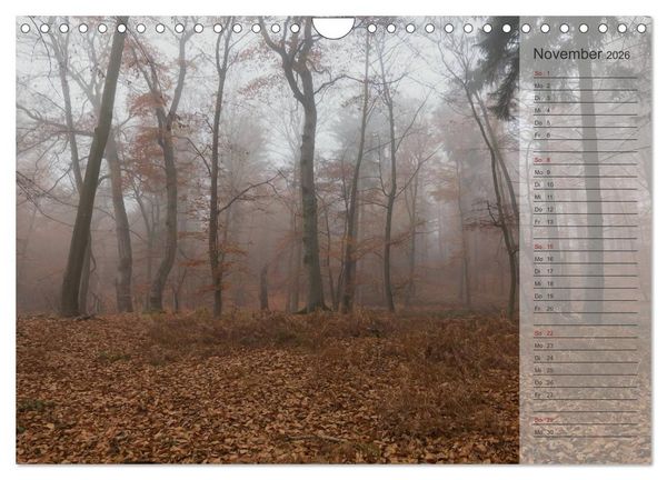 Produktbild: Unser Wald - Magische Sichten in norddeutsche W&auml;lder / Geburtstagskalender (Wandkalender 2026 DIN A4 quer), CALVENDO Monatskalender