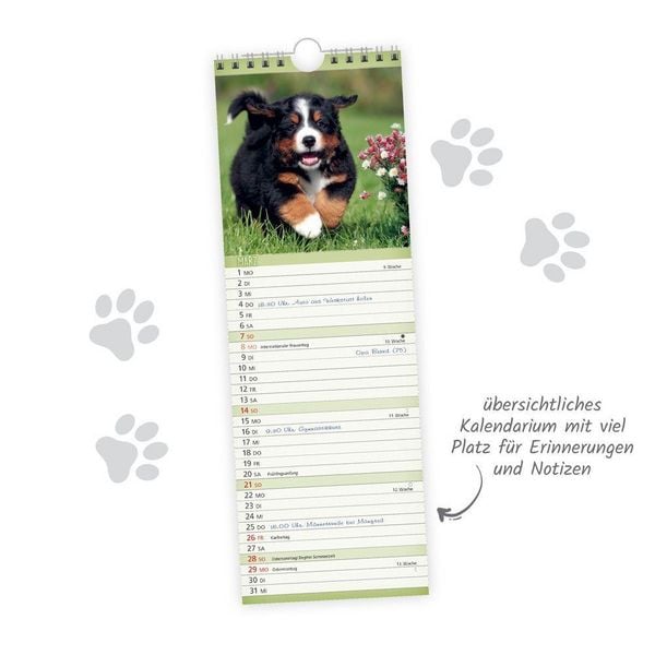Produktbild: TR&Ouml;TSCH - Streifenkalender Hunde 2027 Notizkalender