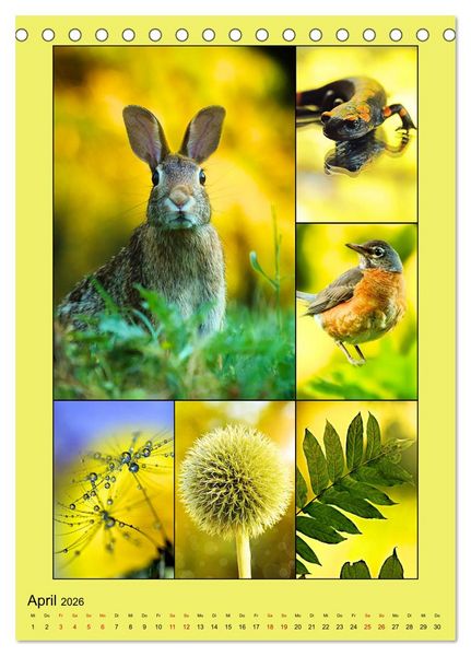 Produktbild: Farbsymphonien der Natur (Tischkalender 2026 DIN A5 hoch), CALVENDO Monatskalender