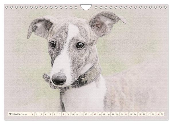 Produktbild: Whippet 2026 (Wandkalender 2026 DIN A4 quer), CALVENDO Monatskalender
