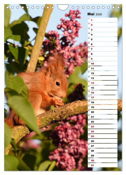 Produktbild: Eichh&ouml;rnchen - kleine Tiere, gro&szlig;e Liebe (Wandkalender 2026 DIN A4 hoch), CALVENDO Monatskalender